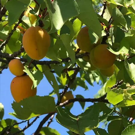 Podere Doccia Di Sopra Hébergement de vacances *